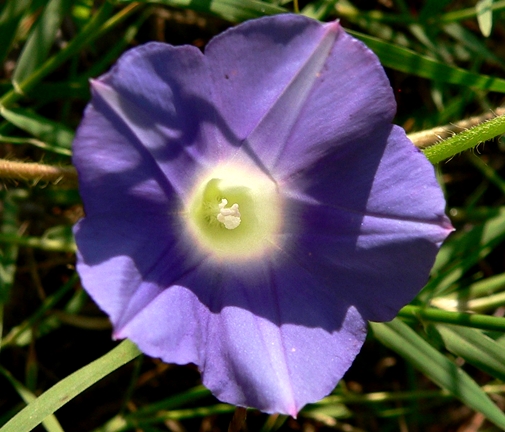 {Ipomoea hederacea}